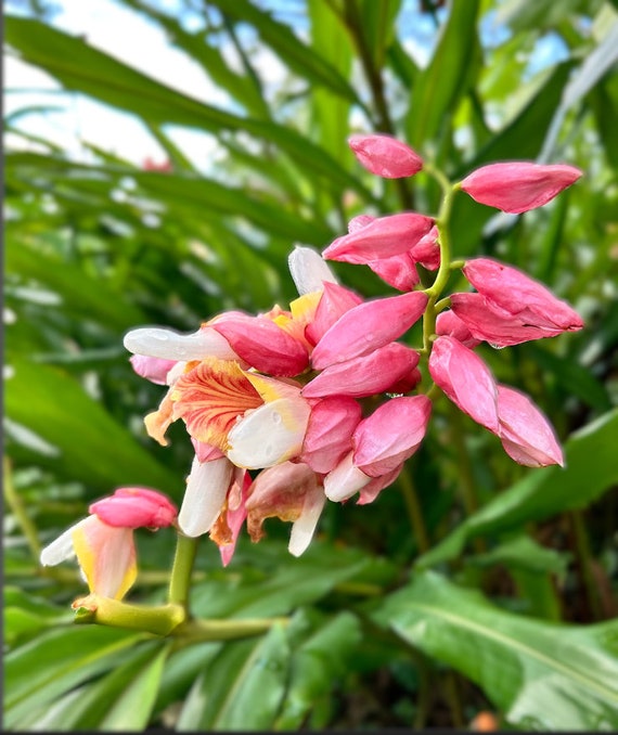 2 Pink Perfection Shell Ginger Rhizomes, Alpinia Hainanensis