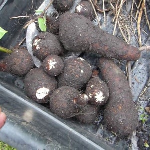 2 LIVE Colocasia Esculenta Root Bulbs For Planting, Elephant Ear, Taro, Gabi, Kalo, Eddo, Bulbs, Edible. Ships Free W/ Free Offer