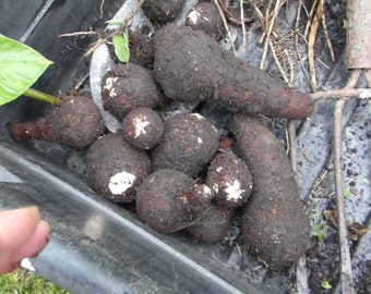 2 LIVE Colocasia Esculenta Root Bulbs For Planting, Elephant Ear, Taro, Gabi, Kalo, Eddo, Bulbs, Edible. Ships Free W/ Free Offer