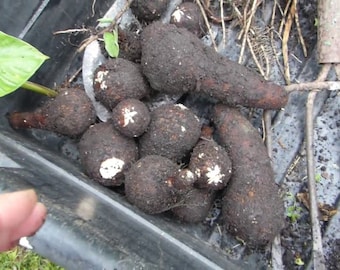 2 LIVE Colocasia Esculenta Root Bulbs For Planting, Elephant Ear, Taro, Gabi, Kalo, Eddo, Bulbs, Edible. Ships Free W/ Free Offer