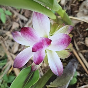 May include: A close-up of a flower with white petals edged in pink and a central cluster of pink petals. The flower is surrounded by green leaves and stems, with a blurred background of foliage.