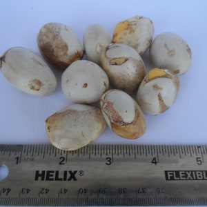 Fresh Jack Fruit Seeds, Artocarpus heterophyllus, Easy to grow tree, Exotic, abundant producer. Choose 5 or 10 seeds, Free Shipping Included