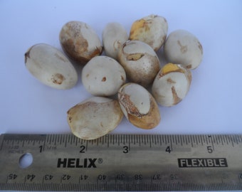 Fresh Jack Fruit Seeds, Artocarpus heterophyllus, Easy to grow tree, Exotic, abundant producer. Choose 5 or 10 seeds, Free Shipping Included