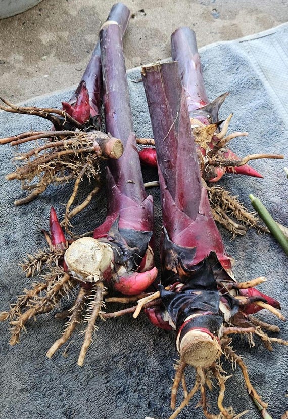 1 Fresh Red Torch Ginger Rhizome, Etlingera Elatior, Exotic