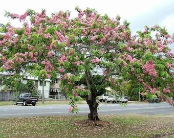 10x Fresh Cassia Javanica seeds, Apple Blossom tree, Exotic, lots of pink flowers when in bloom. Free Shipping included!