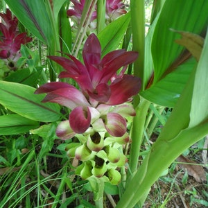 2x Ginger Curcuma Petiolata, Hidden Pink, Large Plant Starts Rhizomes, Easy Grow, Free Shipping Included