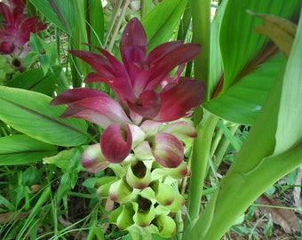 2x Ginger Curcuma Petiolata, Hidden Pink tropical ginger. Large Rhizomes, Easy grow plant with bright purple blooms. Free Shipping Included!