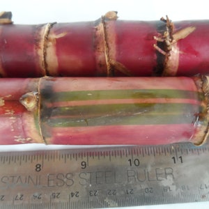 2x Red Stripe Sugar Cane Cuttings, Live 10 inch pieces,  Cana Dulce,  Edible and easy to grow. Free 3 day priority shipping included.