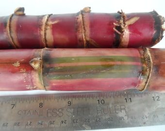 2x Red Stripe Sugar Cane Cuttings, Live 10 inch pieces,  Cana Dulce,  Edible and easy to grow. Free 3 day priority shipping included.