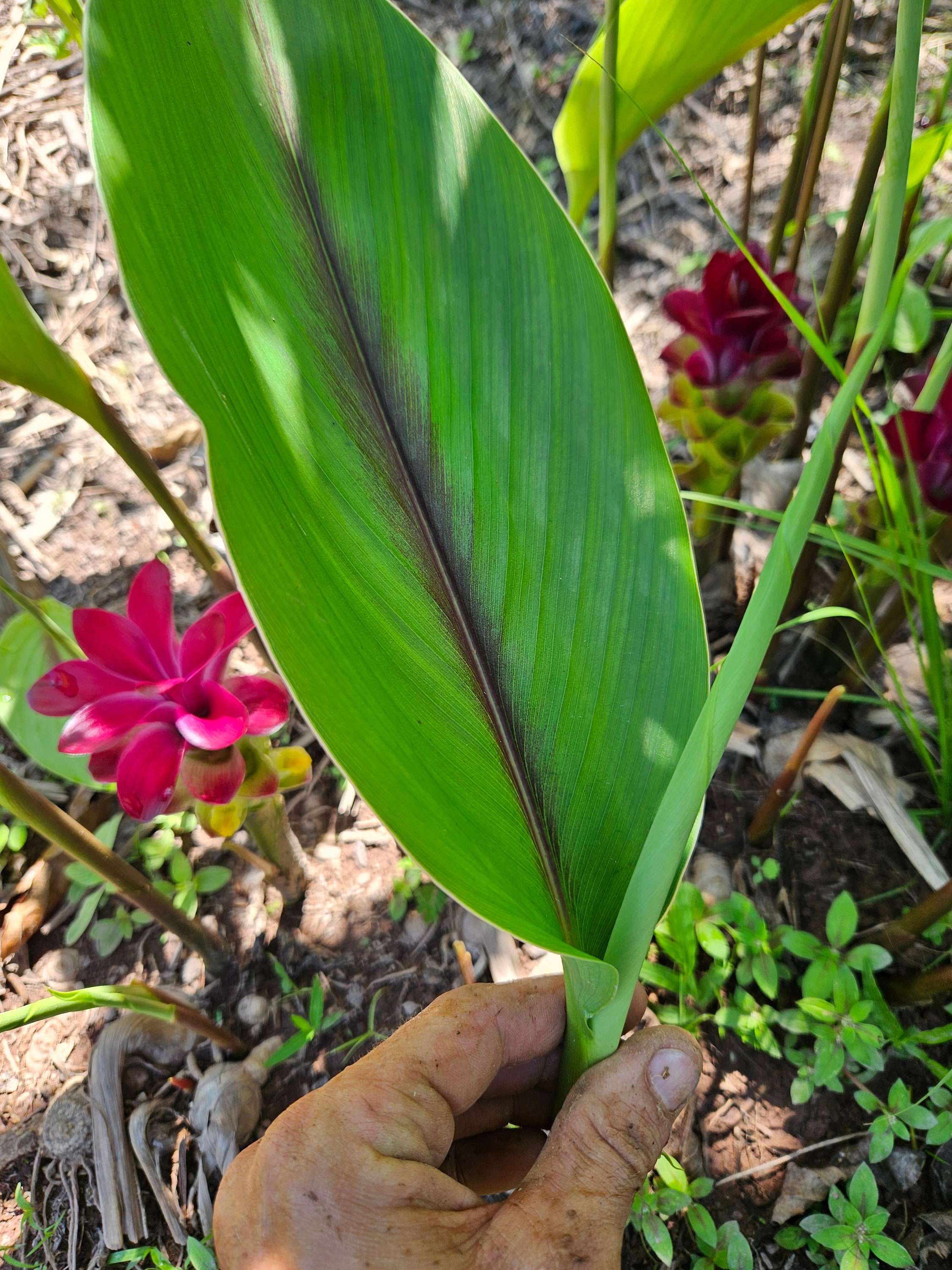 2 Rhizomes of Blue Turmeric. Curcuma Caesia. Freshly Harvested