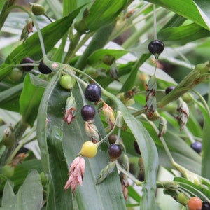 20x Jobs Tears Seeds for planting, Coix Lacryma, easy to grow grass w/ bead like seeds for natural jewelry. SHIPS for FREE!