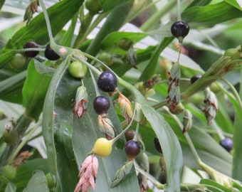 20x Jobs Tears Seeds for planting, Coix Lacryma, easy to grow grass w/ bead like seeds for natural jewelry. SHIPS for FREE!