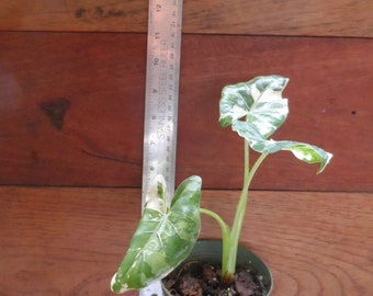 Variegated elephant ear in 4 inch pot. Alocasia. Exotic tropical plant easy to care for and make a great house plant.