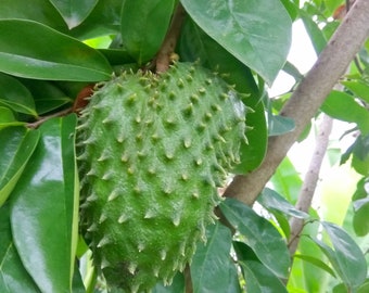 Guanabana Seeds Etsy Guanabana Seeds Etsy