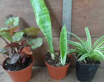 3x Air purifying plants.  Tropical easy to grow house plants. Snake plant, spider plant, arrow head plant. 4 inch pots. Free shipping!