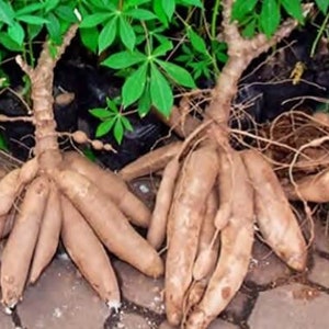 5x Cuttings Sweet Yuca, Cassava, Manihot, Esculenta, Tree Plant Root Clipping, Ships Free image 1