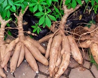 5x Cuttings Sweet Yuca, Cassava, Manihot, Esculenta, Tree Plant Root Clipping, Ships Free