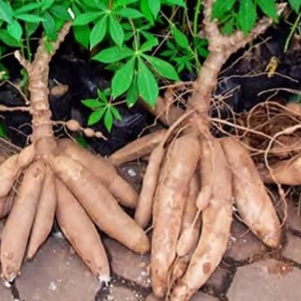 5x Cuttings Sweet Yuca, Cassava, Manihot, Esculenta, Tree Plant Root Clipping, Ships Free