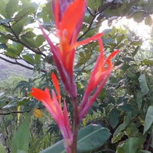 2x Canna lily Rhizomes Easy to grow, multiple color flower, edible and medicinal uses. Super fresh and Ships for free!