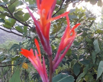 2x Canna lily Rhizomes Easy to grow, multiple color flower, edible and medicinal uses. Super fresh and Ships for free!