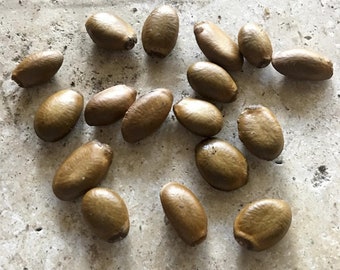 10 soursop fruit seeds, Tasty tropical exotic and easy to grow tree. Typically gives fruit in 4th year of growth.