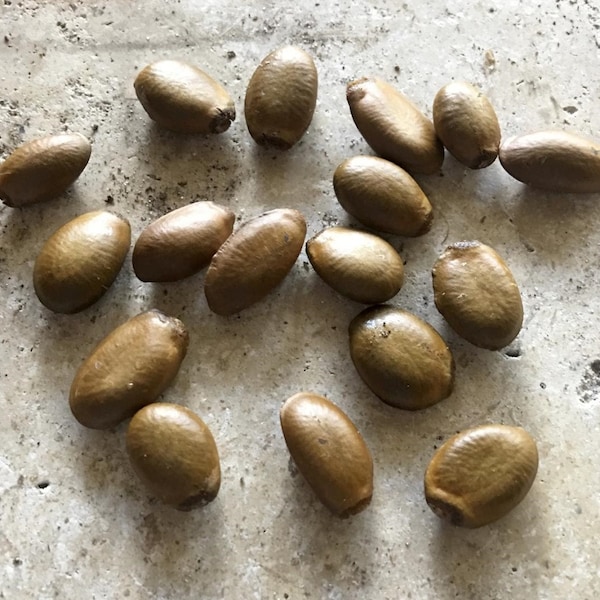 10 soursop fruit seeds, Tasty tropical exotic and easy to grow tree. Typically gives fruit in 4th year of growth.