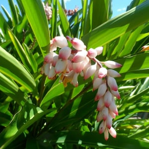 Two shell ginger alpinia zerumbet rhizomes, Porcelain Lily Plant, Exotic beautiful blooms & traditional edible uses. Free shipping included.
