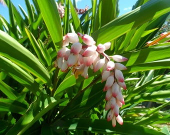 2 Shell Ginger Alpinia Zerumbet Live Porcelain Lily Plant Rhizome,  Free offer w/Free shipping