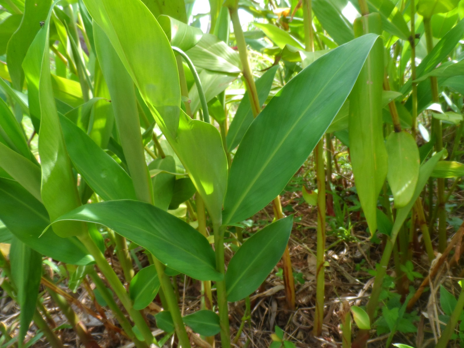 2 White Butterfly Ginger Rhizomes Hedychium Plant Flower Etsy