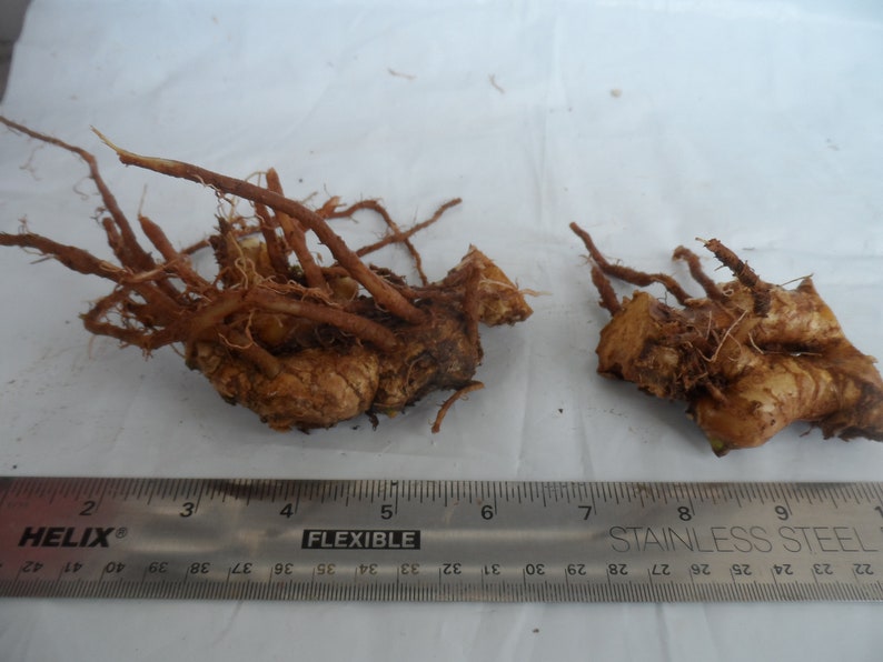 Shampoo Ginger Rhizomes, Zingiber zerumbet, Pine Cone Ginger Plant, Free Shipping w/ Free Offer image 2