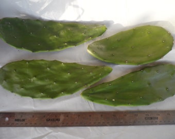 4 pads of prickly pear cactus, easy to grow, widely used as a food in Mexico. full sun plant, low maintenance. It gives small sweet fruits!