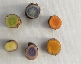 2 rhizomes of Green turmeric. Curcuma longa sp. Freshly harvested, Easy to grow tropical plant with unique flowers. Free Shipping Included!
