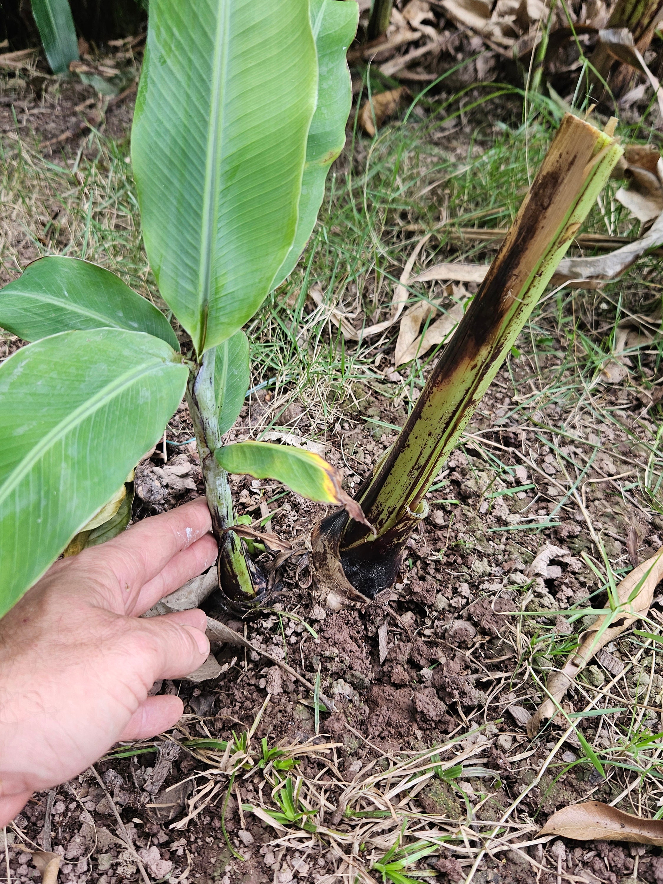 1x Ornamental Banana Rhizome. Great for Tropical Landscaping, With