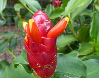 2x Red Button Ginger, Costus woodsonii. Shade loving tropical plant, great for shady yards. Unique red flowers attract the pollinators.