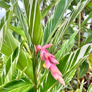 May include: Close-up of a tropical plant with vibrant green leaves edged in white. A cluster of pink flowers hangs from the plant's stem. The image showcases the plant's lush foliage and delicate blooms, highlighting its natural beauty.