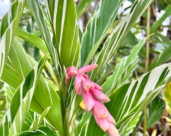 2x Variegated shell ginger, Alpina Sandrea, vittate. Harvested fresh for every order. Beautiful & exotic blooms and attractive foliage.