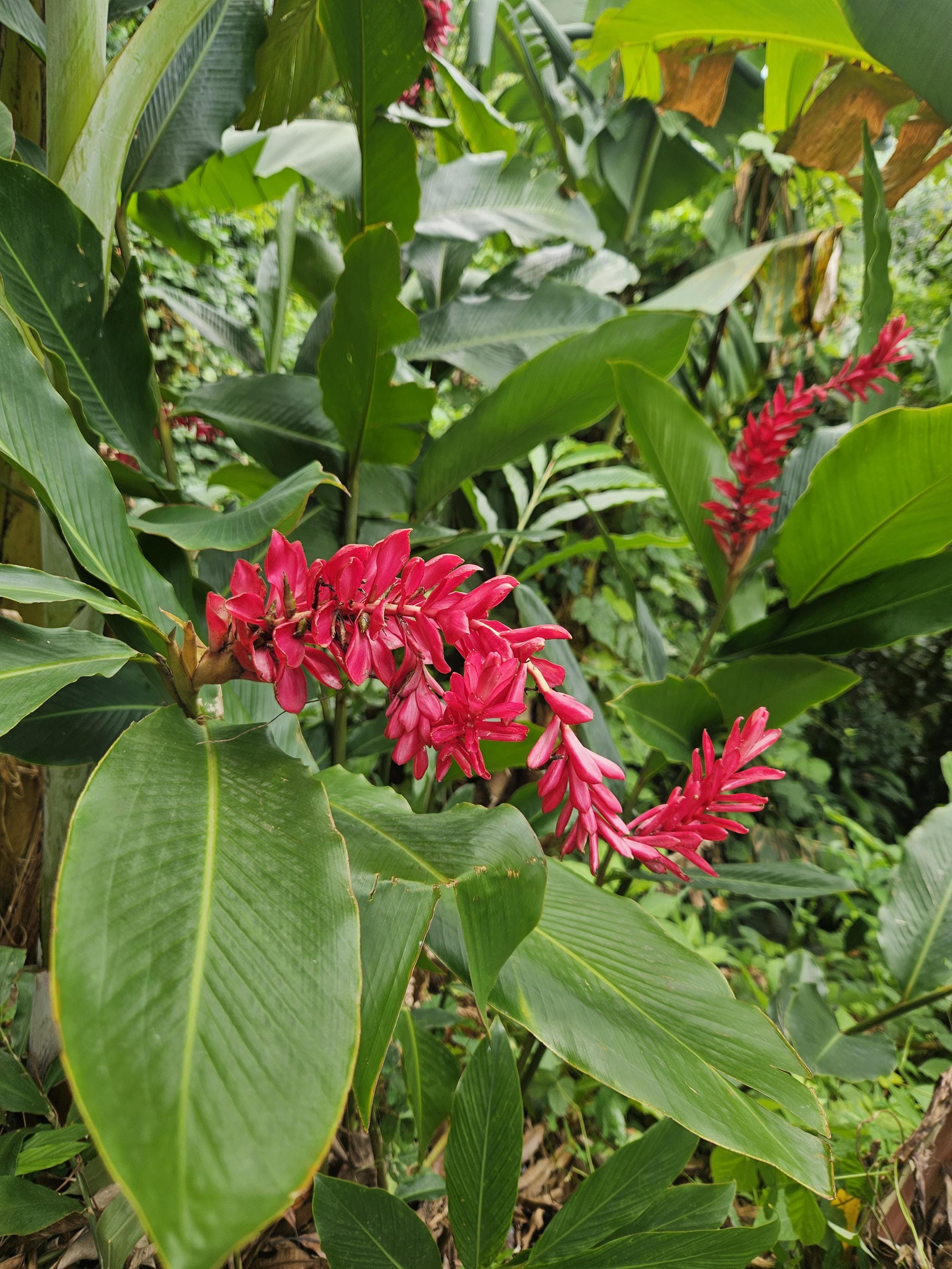 2 Hawaiian Red Ginger Rhizomes, Alpinia Purpurata, Freshly