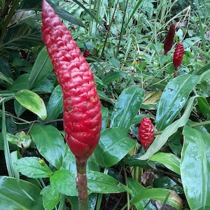 6 shampoo ginger rhizomes, Zingiber zerumbet, awapuhi kuahiwi, Tropical and exotic, harvest the gel for the natural shampoo, See Free offer!