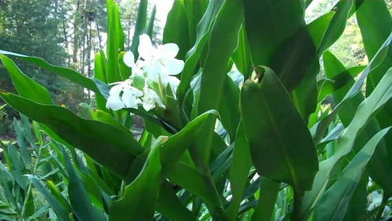 2 rizomas de jengibre de mariposa blanca flor de planta de - Etsy México 2 rizomas de jengibre de mariposa blanca flor de planta de - Etsy México