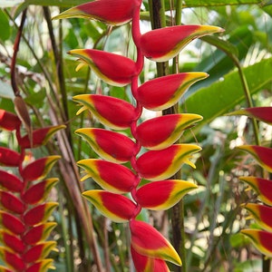 2x Heliconia Rostrata Rhizomes, Hanging Lobster Claw, False Bird of Paradise Plant, live rhizome roots.  Free Shipping included
