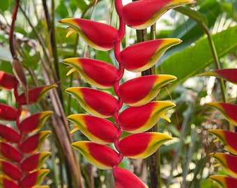 2x Heliconia Rostrata Rhizomes, Hanging Lobster Claw, False Bird of Paradise Plant, live rhizome roots.  Free Shipping included