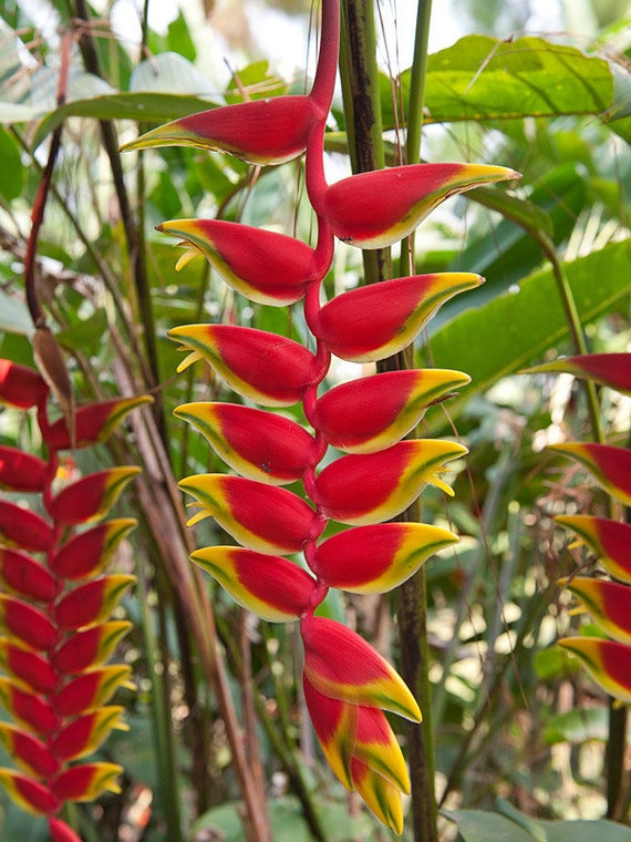 2x Heliconia Rostrata Rhizomes, Hanging Lobster Claw, False Bird