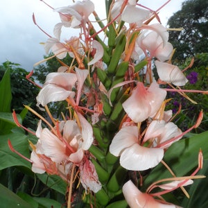 2x Hedychium butterfly ginger rhizomes, Tropical Lily, Hawaiian Pink. Easy to grow with beautiful exotic flowers, Free shipping included!