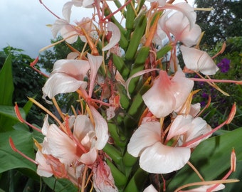 2x Hedychium butterfly ginger rhizomes, Tropical Lily, Hawaiian Pink. Easy to grow with beautiful exotic flowers, Free shipping included!