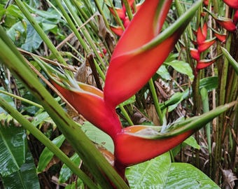 1 Heliconia Bihai guapa, large rhizome, exotic tropical flower, attracts the pollinators with its colorful blooms. Free Shipping include!