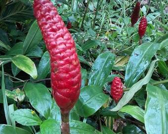 12 shampoo ginger rhizomes, Zingiber zerumbet, Pine Cone Ginger Plant. Tropical , fragrant, produces natural gel like shampoo.
