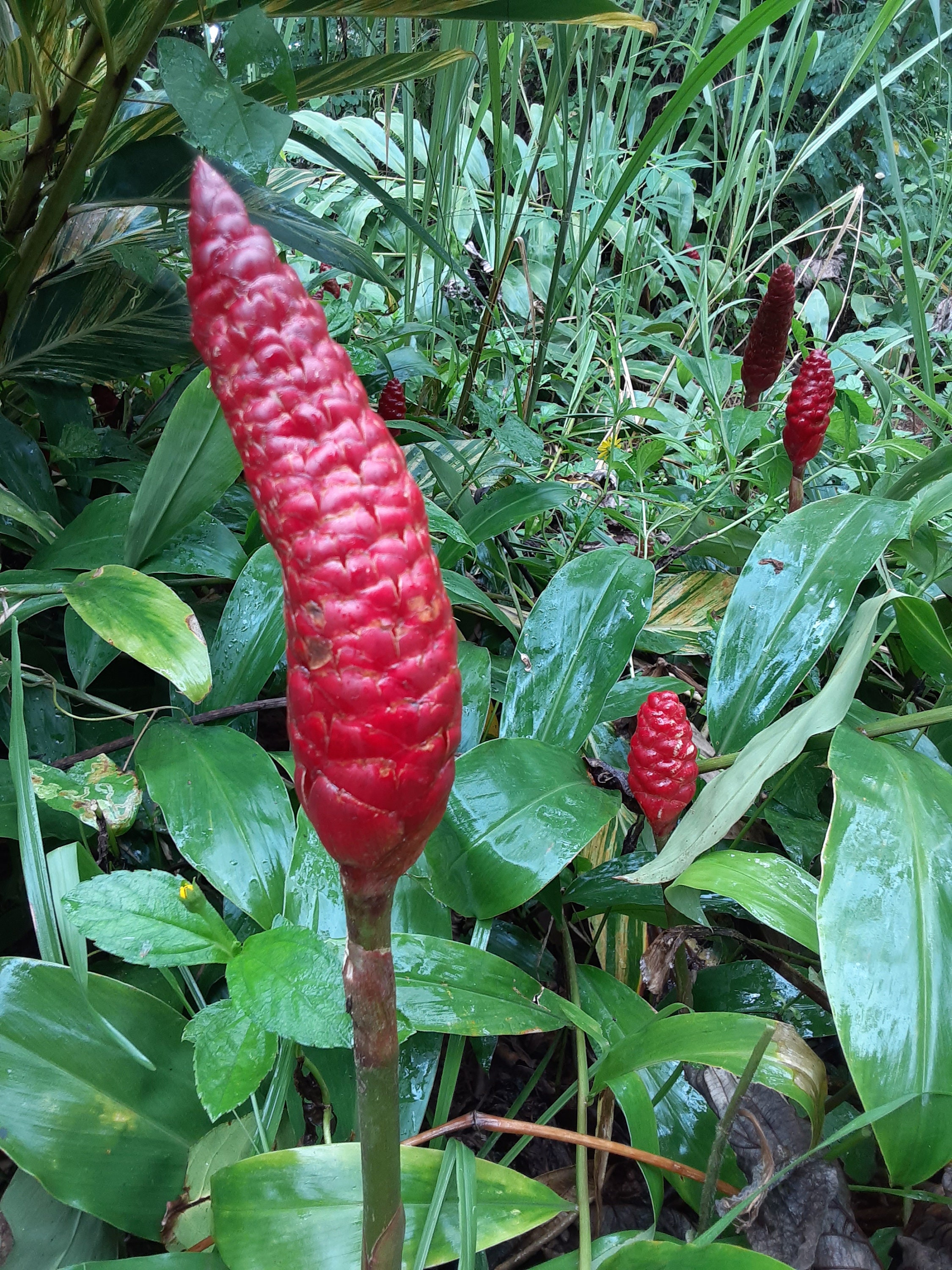 5 Shampoo Ginger Rhizomes – Zingiber Zerumbet – Pine Cone Ginger – Free Shipping