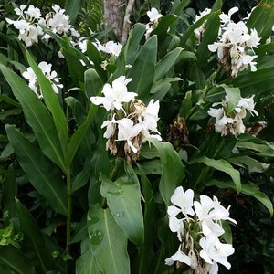 2 White Butterfly Ginger Rhizomes,  Hedychium Plant Flower, Very Fragrant, Live Plant, Ships For Free With 3 day USPS, Free offer!