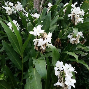 2 White Butterfly Ginger Rhizomes,  Hedychium Plants, Very Fragrant flowers. Tropical ginger, attracts the pollinators.