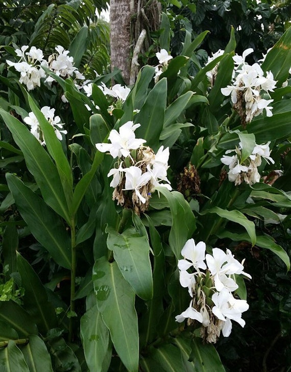 White Ginger Flower Plant